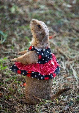 Peary Dog evcil hayvanı çimlerde dinleniyor..