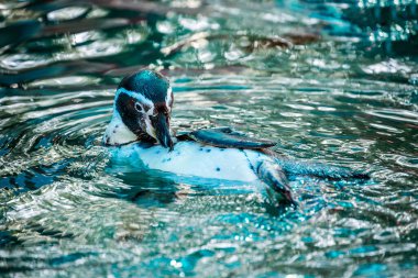 Humboldt pengueni suyun üzerinde dinleniyor..