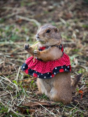 Çayır köpeği, çimenlikte sevimli bir hayvan.