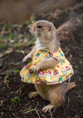 Çayır köpeği, çimenlikte sevimli bir hayvan.