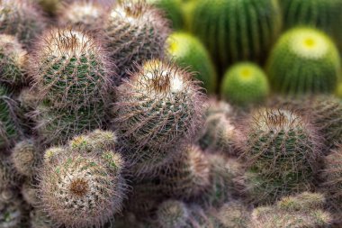 Kaktüs çöl bitkileri saksıda.