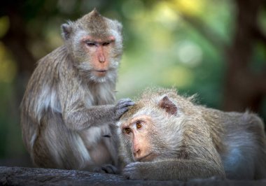 Ormandaki maymunlar ailesi.