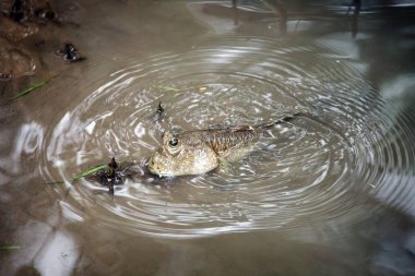 Çamur kumsalında dev çamur kaptanı..