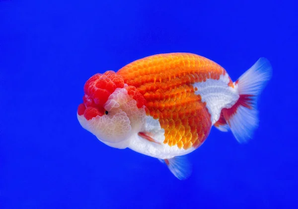 Ranchu Lion Head Kultakala Akvaariossa — kuvapankkivalokuva
