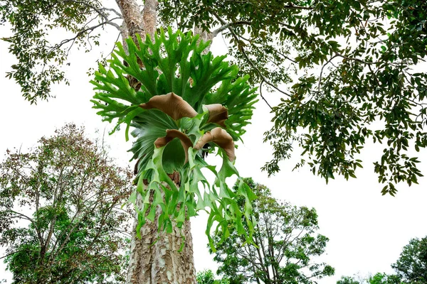 Samambaias Nas Árvores Estado Selvagem — Fotografia de Stock
