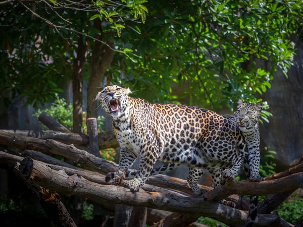 Леопард Атмосфере Природных Лесов — стоковое фото