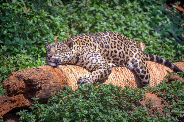 Jaguar Vahşi Atmosferde Güneşleniyor — Stok fotoğraf