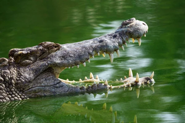 Crocodile Bouche Ouverte Dans Eau Lac — Photo