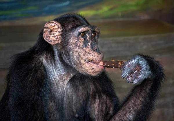 stock image Portrait of a chimpanzee.