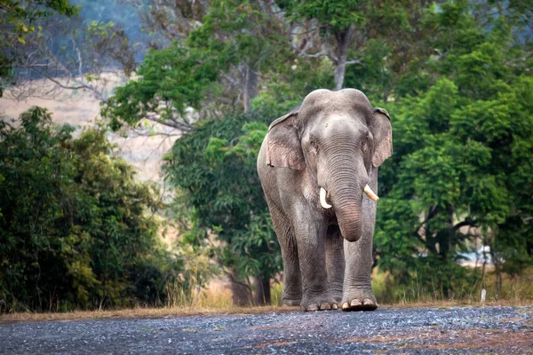 Elefantes Asiáticos Parque Nacional Khao Yai Tailândia — Fotografia de Stock