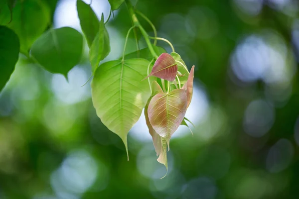 Листя Дерева Бодхі Ficus Religosa Лісі — стокове фото