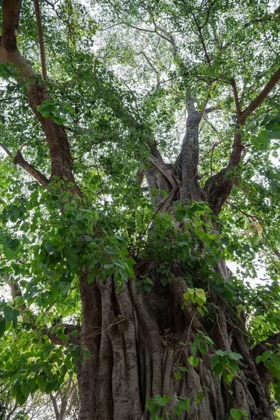 Bodhi Träd Ficus Religiosa Skogen — Stockfoto