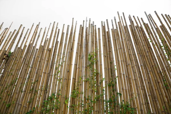 Pared Bambú Parque —  Fotos de Stock