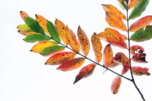 Цветные Листья Белом Фоне — стоковое фото