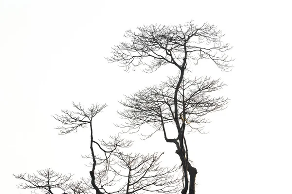 Árvore Morta Fundo Branco — Fotografia de Stock