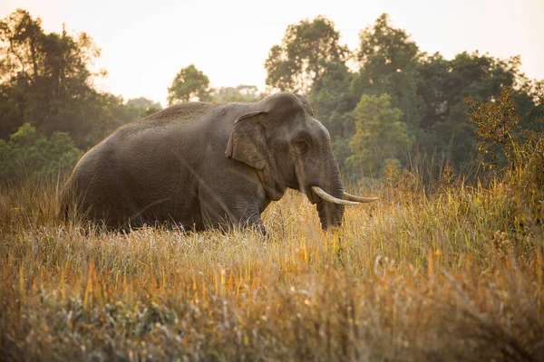 Elefantes Asiáticos Masculinos Natureza — Fotografia de Stock