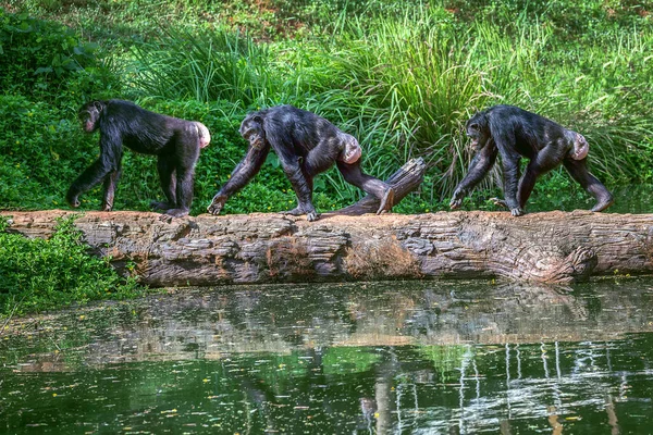 Chimpanzees walk on timber in the wild.