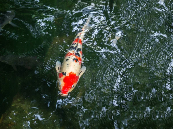 Schöne Karpfen Spiegelkarpfen Teich — Stockfoto
