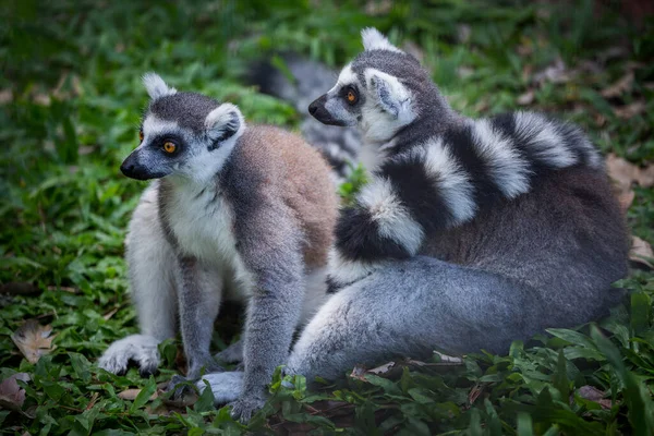 Lemur Cauda Anelada Atmosfera Natural Floresta — Fotografia de Stock