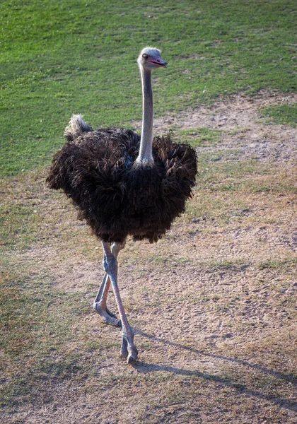 Struisvogel Loopt Het Gazon — Stockfoto