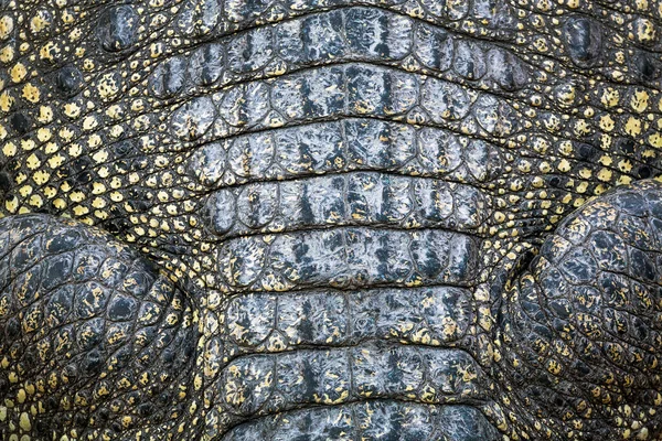 Szczegóły Dotyczące Skóry Krokodyla — Zdjęcie stockowe