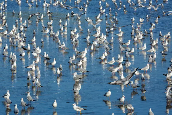 stock image Seagulls in natural tropical sea.