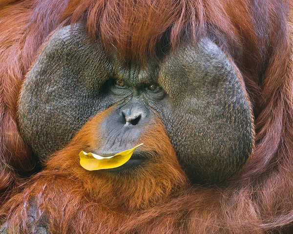 Orangutan Yüz Detayları — Stok fotoğraf