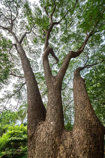 Árvore Chuva Parque — Fotografia de Stock