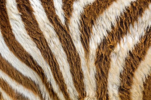 斑马毛皮的多彩的图案 — 图库照片