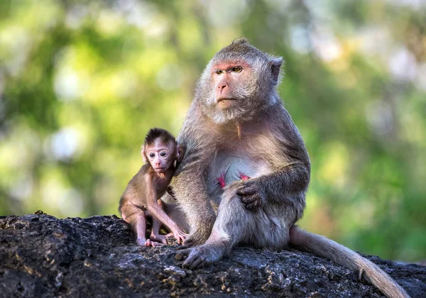 Mother monkey and baby resting in the forest