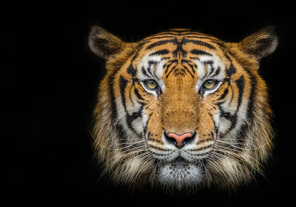 Tygr Tvář Černém Pozadí — Stock fotografie