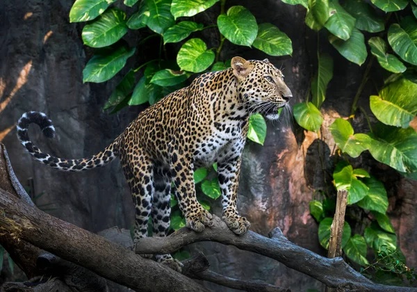 Леопард Отдыхает Естественном Лесу — стоковое фото