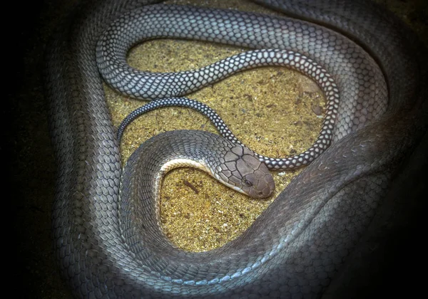 Rey Cobra Serpiente Acurrucado Arena — Foto de Stock