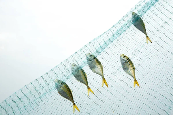 Рыбные Сети Белом Фоне — стоковое фото