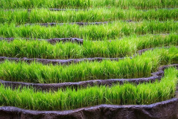 Красочная Картина Рисовых Полей — стоковое фото