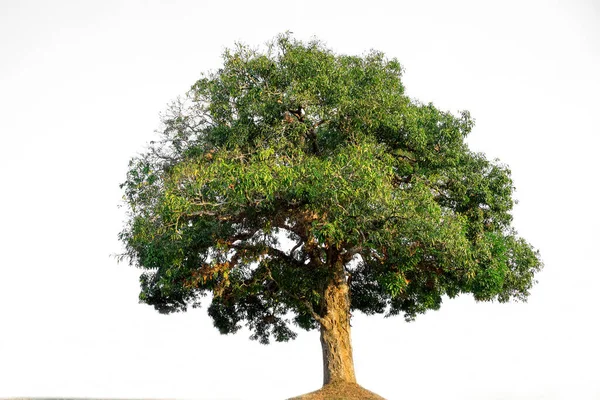 Träd Vit Bakgrund — Stockfoto