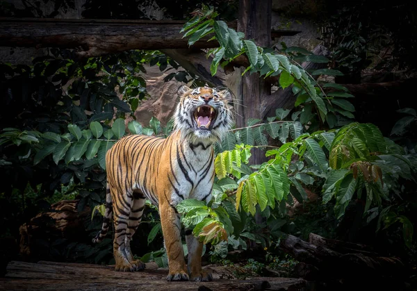 Tigern Stirrar Offret Trädet — Stockfoto