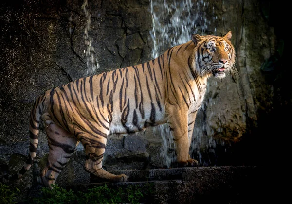 Tigre Indochina Está Descansando Natureza Floresta — Fotografia de Stock