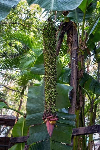 Bananeira Musa Chiliocarpa Voltar — Fotografia de Stock