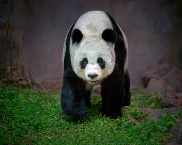 Panda Áll Természetes Légkörben Erdő — Stock Fotó