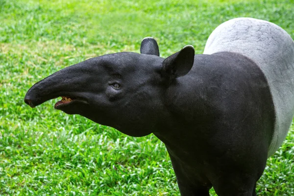 Tapir Dans Atmosphère Naturelle Forêt — Photo