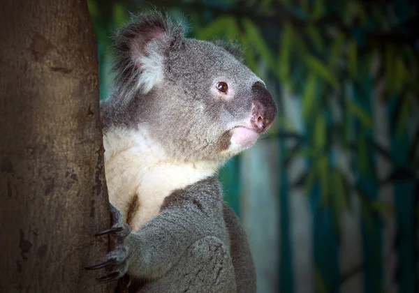 Koala Árbol — Foto de Stock