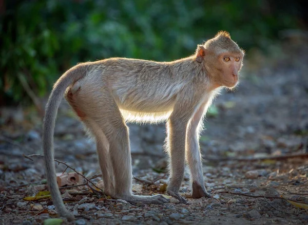 Scimmia Nella Natura Selvaggia — Foto Stock