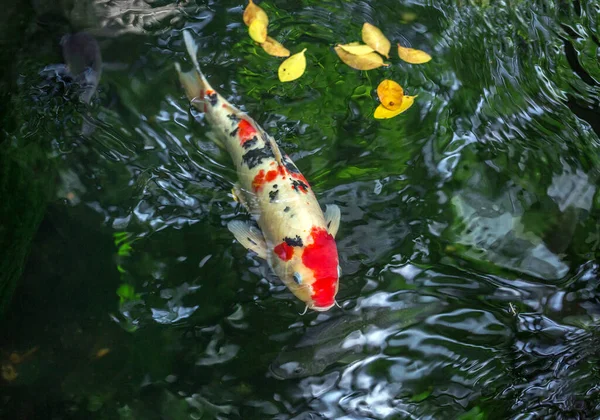 Ikan Koi Keren Berenang Kolam — Stok Foto