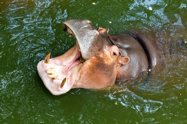 Hippopotame Repose Dans Marais — Photo
