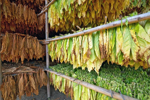 Hojas Tabaco Secas Planta Del Cobertizo — Foto de Stock
