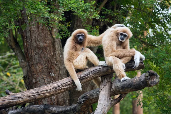 Famiglia Del Gibbone Comune Gibbone Bianco Nella Foresta Naturale — Foto Stock