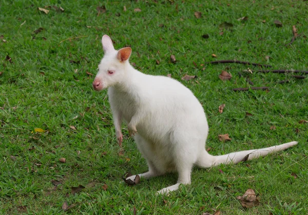Fehér Bennett Wallaby Macropus Rufogriseus Pihen Fűben — Stock Fotó