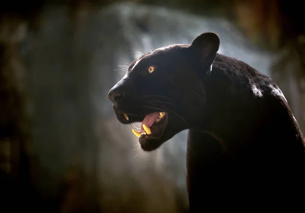 Porträt Eines Schwarzen Jaguars Oder Panthers — Stockfoto