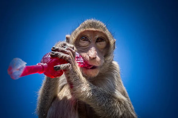 Scimmia Mangiare Rosso Dolce Nettare — Foto Stock